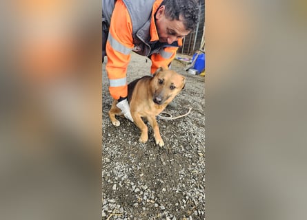 Bella, Hündin, absolut lieb und verschmust
