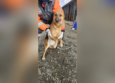 Bella, Hündin, absolut lieb und verschmust