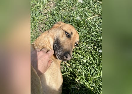Bella, Hündin, absolut lieb und verschmust