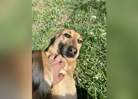 Bella, Hündin, absolut lieb und verschmust