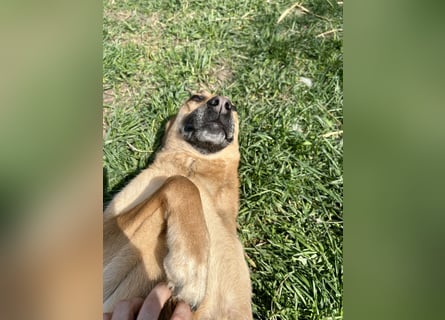 Bella, Hündin, absolut lieb und verschmust