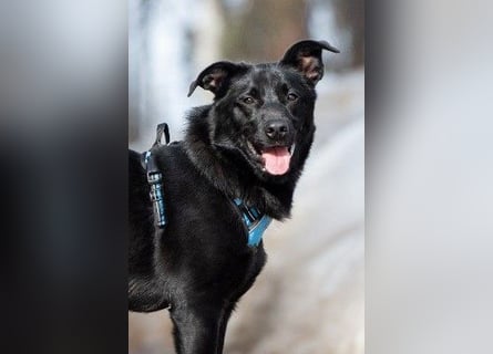 FIETE ist klug, freundlich und mutig!