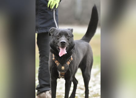 FIETE ist klug, freundlich und mutig!