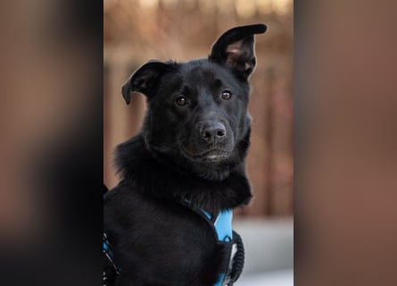 FIETE ist klug, freundlich und mutig!