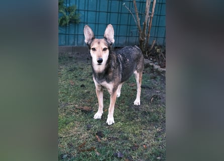 Akira sucht ein liebevolles Zuhause mit Garten