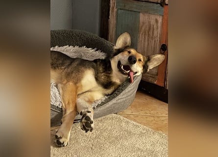 Akira sucht ein liebevolles Zuhause mit Garten