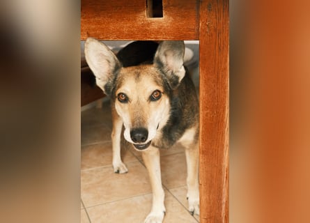 Akira sucht ein liebevolles Zuhause mit Garten