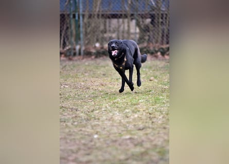 FIETE ist klug, freundlich und mutig!