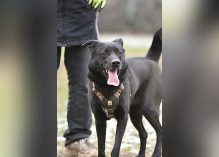 FIETE ist klug, freundlich und mutig!