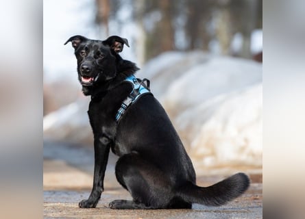 FIETE ist klug, freundlich und mutig!