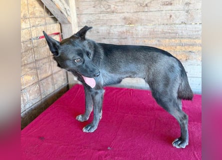 ❤️❤️❤️ wunderschöne LOLA - 1 Jahr, 45cm/14kg