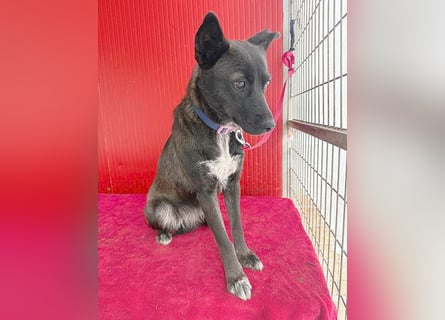 ❤️❤️❤️ wunderschöne LOLA - 1 Jahr, 45cm/14kg