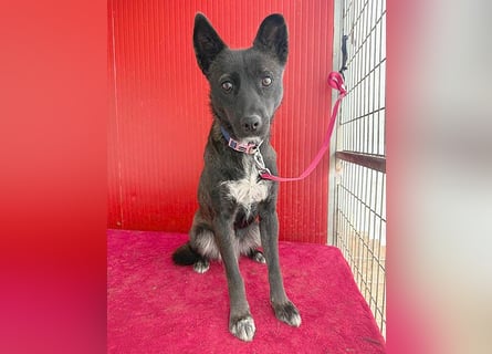 ❤️❤️❤️ wunderschöne LOLA - 1 Jahr, 45cm/14kg