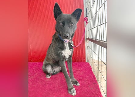 ❤️❤️❤️ wunderschöne LOLA - 1 Jahr, 45cm/14kg