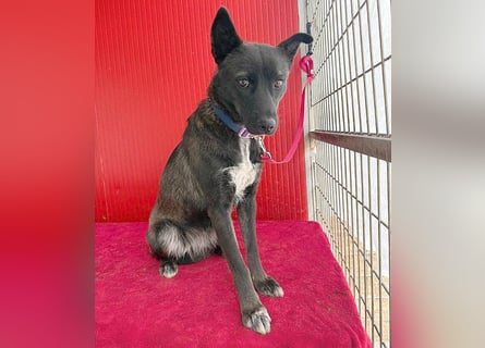 ❤️❤️❤️ wunderschöne LOLA - 1 Jahr, 45cm/14kg