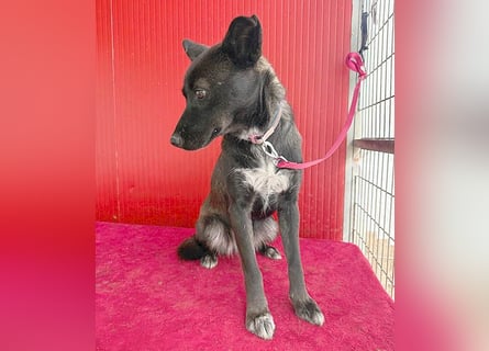 ❤️❤️❤️ wunderschöne LOLA - 1 Jahr, 45cm/14kg