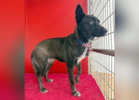 ❤️❤️❤️ wunderschöne LOLA - 1 Jahr, 45cm/14kg