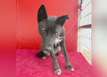 ❤️❤️❤️ wunderschöne LOLA - 1 Jahr, 45cm/14kg