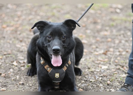 FIETE ist klug, freundlich und mutig!