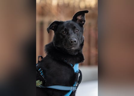 FIETE ist klug, freundlich und mutig!