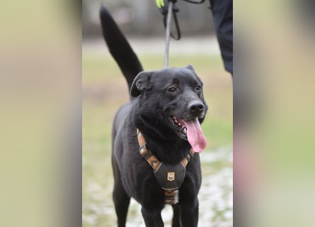 FIETE ist klug, freundlich und mutig!