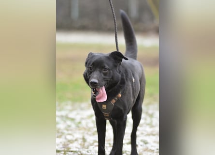 FIETE ist klug, freundlich und mutig!