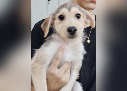 Ein neues Kapitel für Geraldina