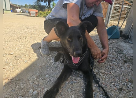 Nerone: Traum für Schäferhund-Freunde
