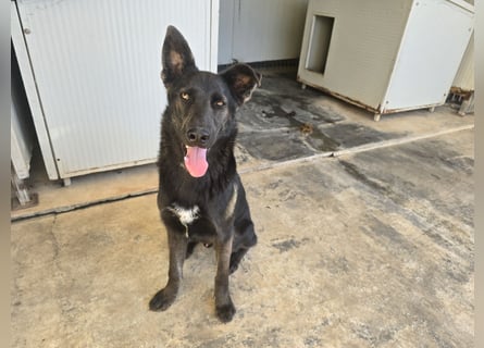 Nerone: Traum für Schäferhund-Freunde