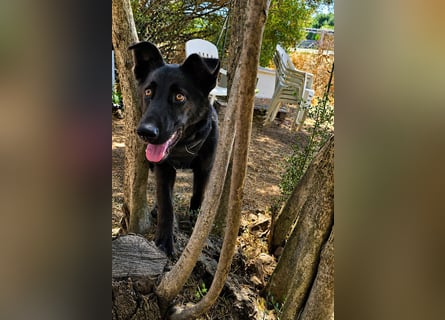 Nerone: Traum für Schäferhund-Freunde