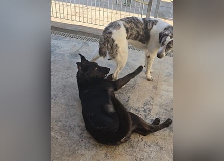 Nerone: ein Traum für alle Schäferhund-Freunde