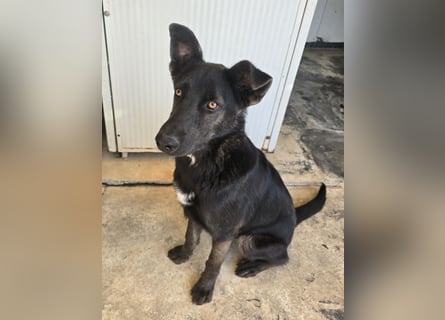 Nerone: Traum für Schäferhund-Freunde