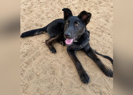 Nerone: Traum für Schäferhund-Freunde