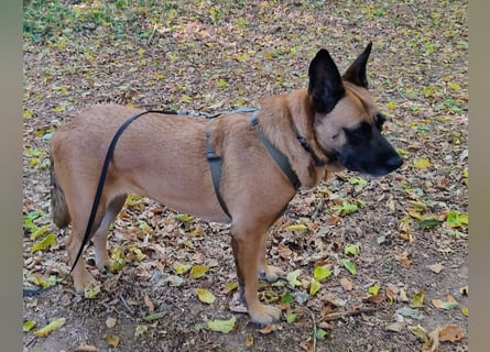 Sanfte  Violeta - in 67697 auf Pflegestelle - sucht ein Für-immer-Zuhause