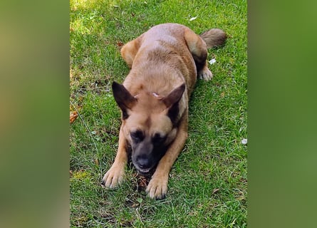 | VIOLETA | auf Pflegestelle in Deutschland | war im Tierheim Cantinho da Milu