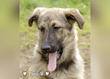 Neue Bilder: Frida und Fine   suchen ab Januar ein Zuhause