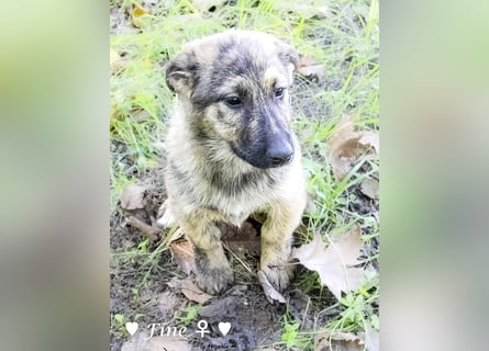 Neue Bilder: Frida und Fine   suchen ab Januar ein Zuhause