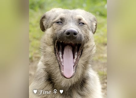 Neue Bilder: Frida und Fine   suchen ab Januar ein Zuhause