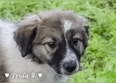 Neue Bilder: Frida und Fine   suchen ab Januar ein Zuhause