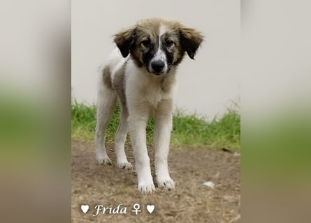 Neue Bilder: Frida und Fine   suchen ab Januar ein Zuhause
