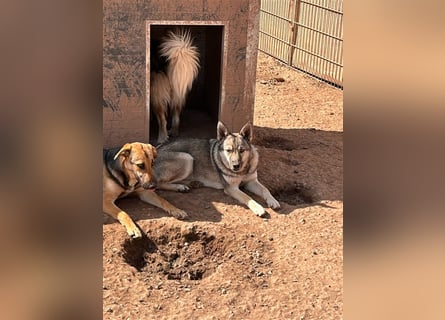 Wer holt Oria zu sich nach Hause?