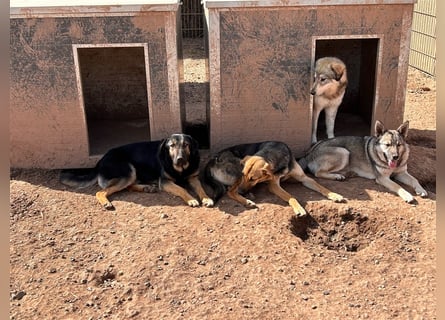 Wer holt Oria zu sich nach Hause?