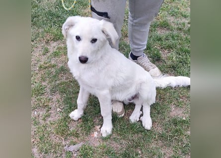 Casper - bildhübscher, lernfreudiger Schäfermix sucht sein Glück
