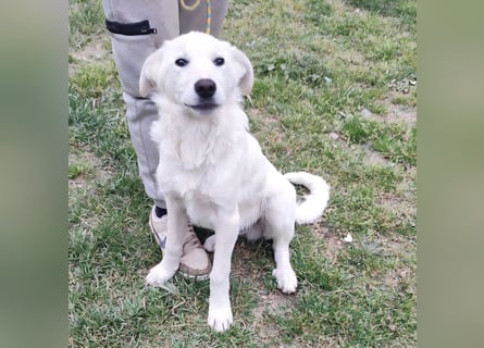 Casper - bildhübscher, lernfreudiger Schäfermix sucht sein Glück