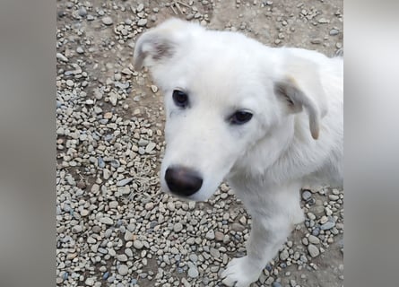 Casper - bildhübscher, lernfreudiger Schäfermix sucht sein Glück