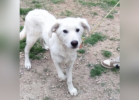 Casper - bildhübscher, lernfreudiger Schäfermix sucht sein Glück