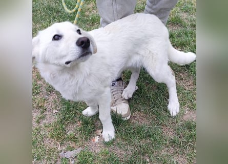 Casper - bildhübscher, lernfreudiger Schäfermix sucht sein Glück