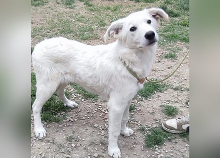 Casper - bildhübscher, lernfreudiger Schäfermix sucht sein Glück