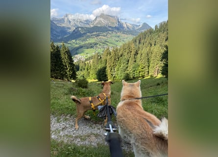 Angela: perfekte Familienhündin