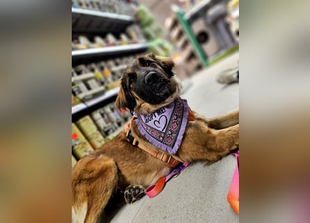 Junghündin Lia – neugieriges Hundemädchen sucht ein liebevolles Zuhause